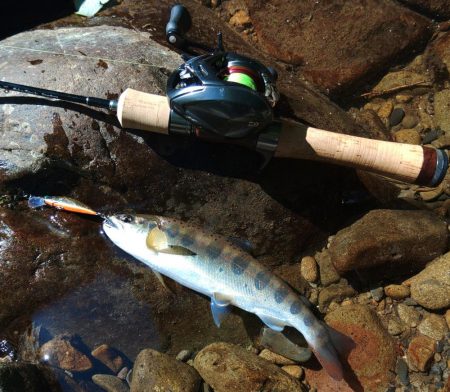 もののふ４５Ｓでアマゴ爆釣！